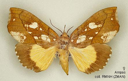 Papua Insects Foundation (Lepidoptera/Erebidae (Calpinae, Ophiderini ...